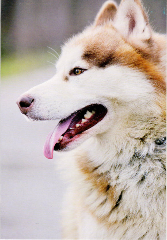 Cute Husky Dog Birthday Card